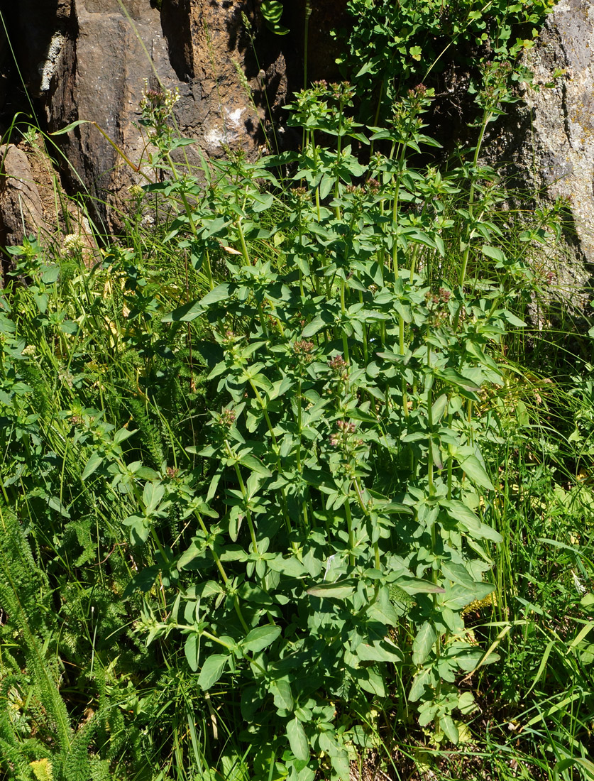 Image of Origanum vulgare specimen.