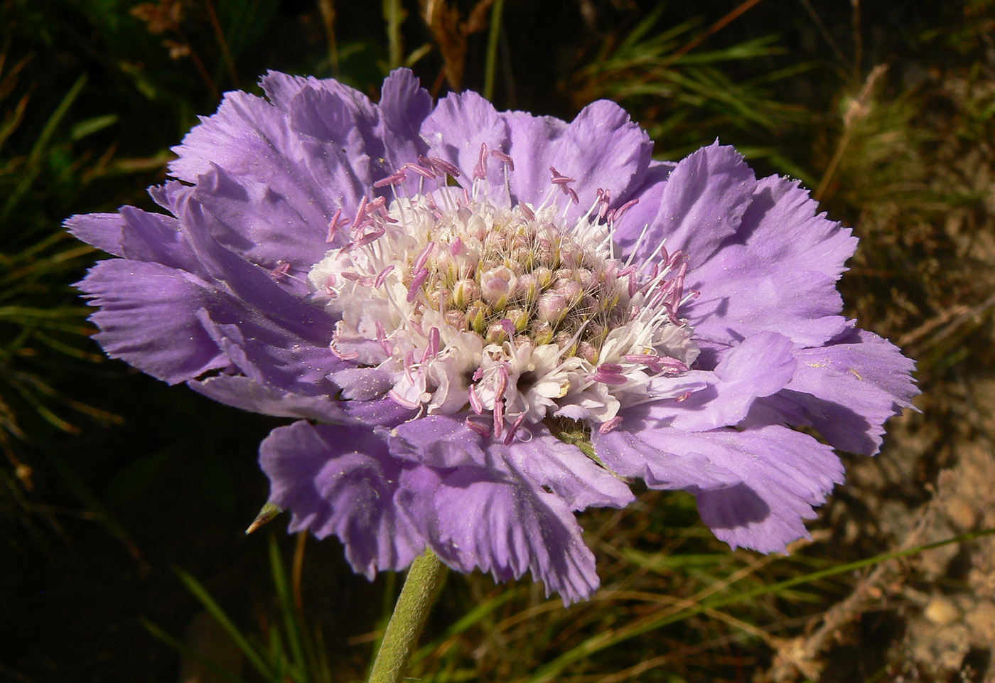 Image of Lomelosia caucasica specimen.