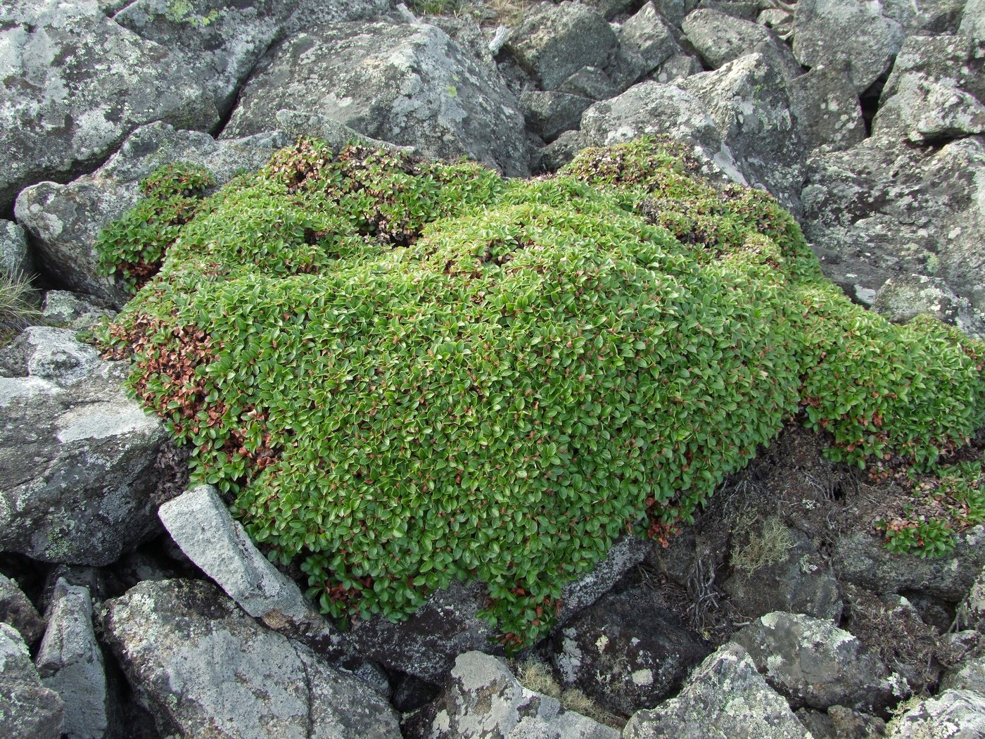 Изображение особи Salix magadanensis.