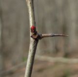 genus Crataegus. Часть покоящегося побега. Краснодарский край, Абинский р-н, окр. пос. Новый, лес на склоне горы. 06.01.2017.