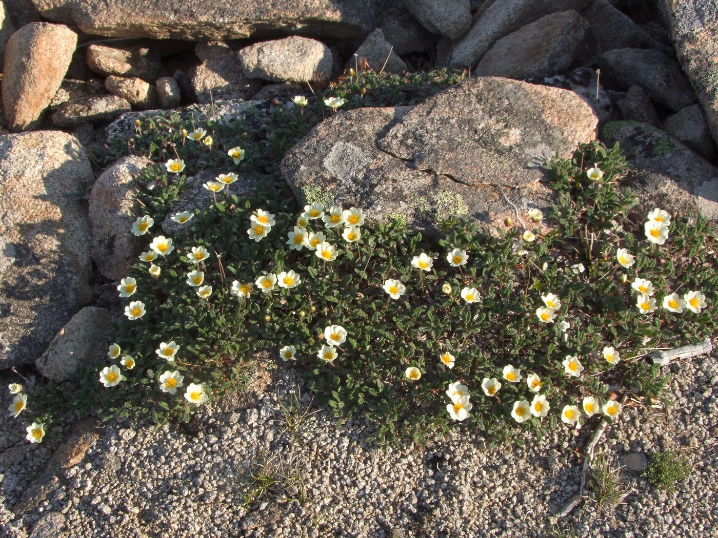 Image of Dryas ajanensis specimen.