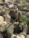 Holosteum umbellatum