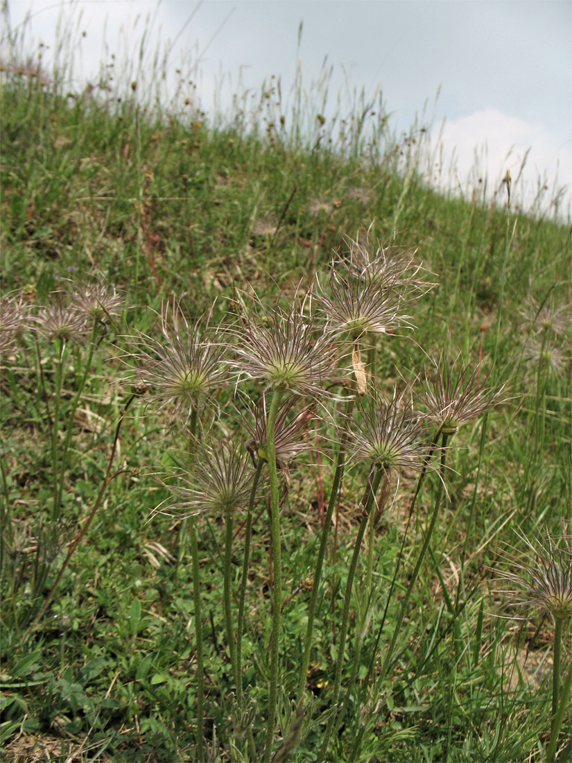 Изображение особи Pulsatilla vulgaris.