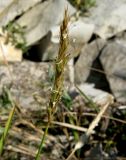 Sesleria alba