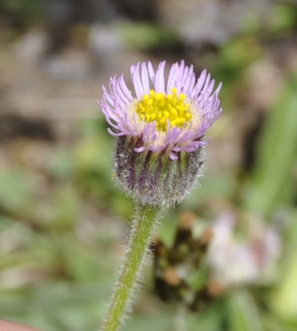 Image of Erigeron atticus specimen.