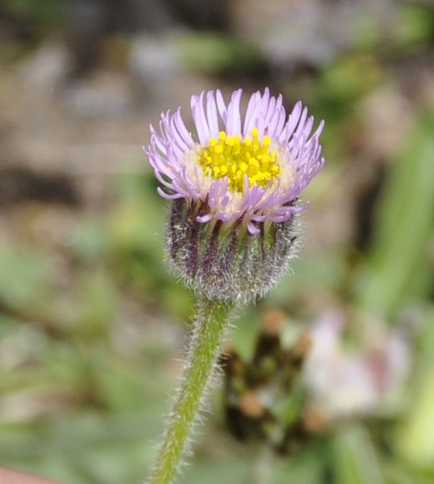 Изображение особи Erigeron atticus.