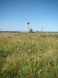 Centaurea scabiosa. Верхушка цветущего растения. Республика Мордовия, Большеберезниковский р-н, окр. с. Вейсэ, открытый склон с выходами мергелисто-меловых пород. 5 августа 2016 г.