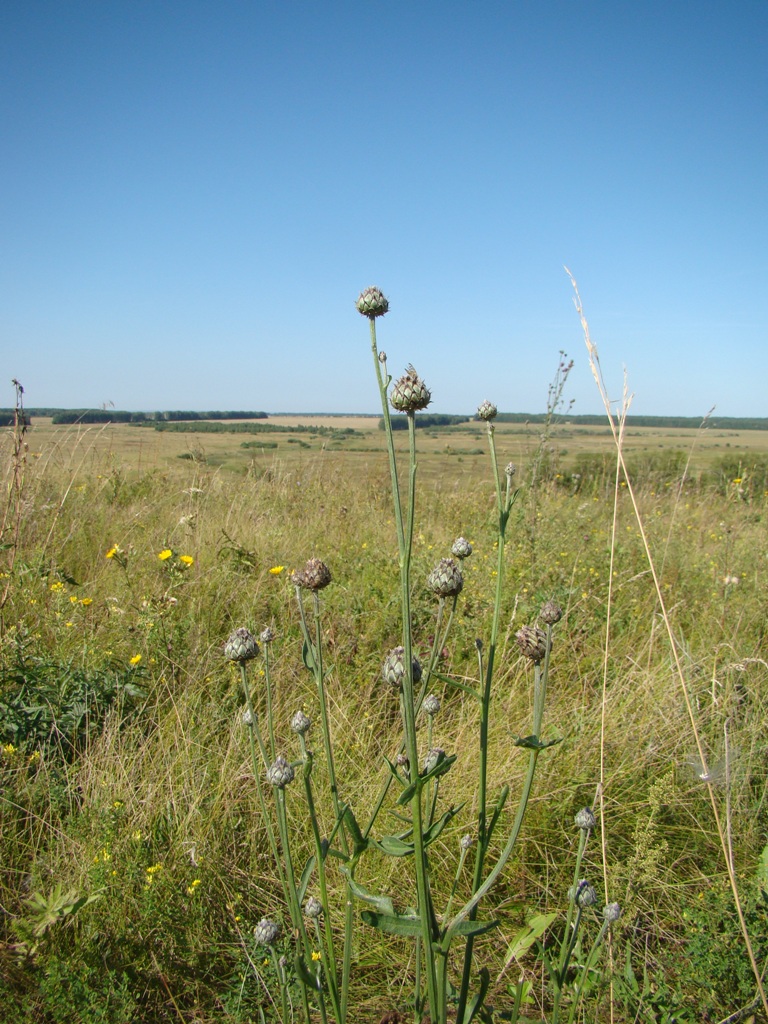 Изображение особи Centaurea scabiosa.