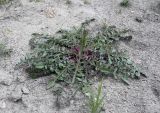 Centaurea sintenisiana