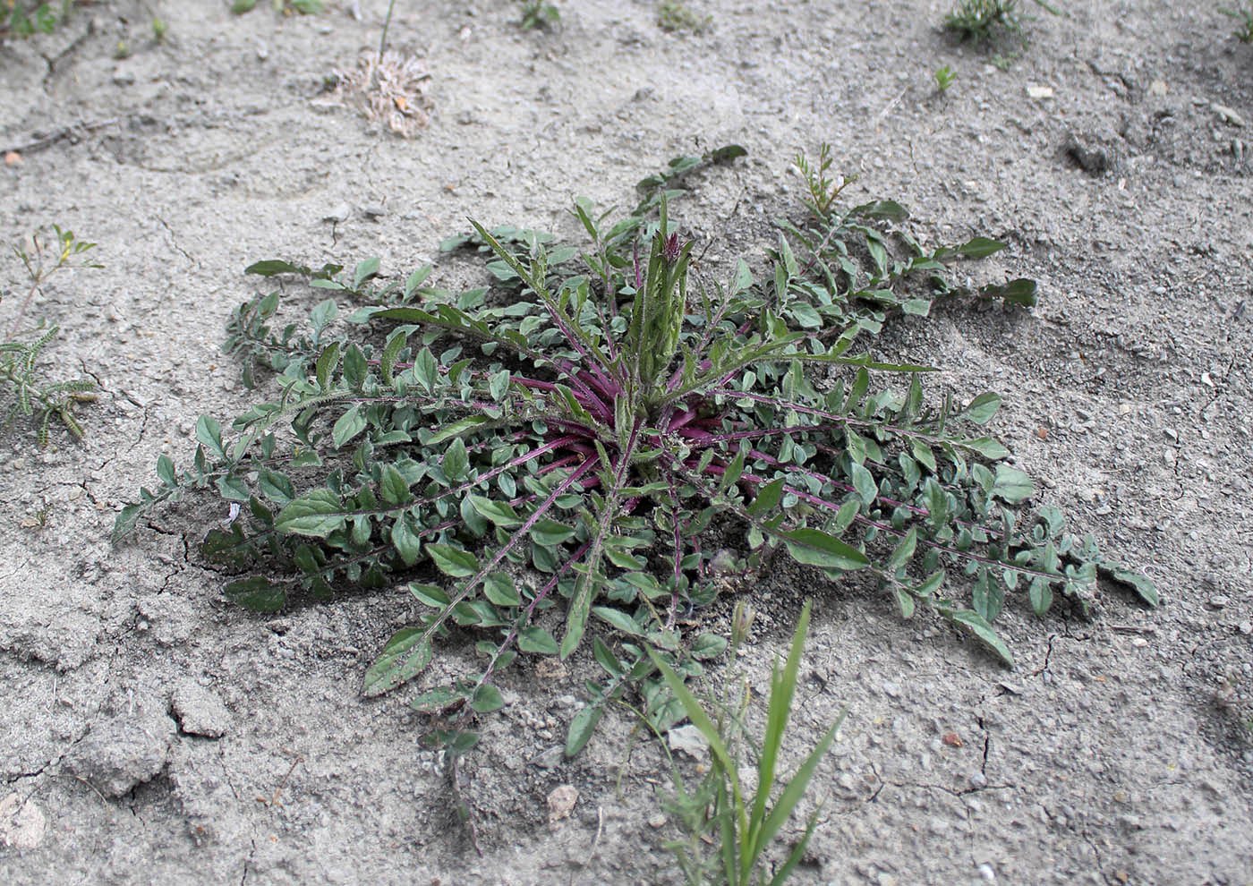 Изображение особи Centaurea sintenisiana.