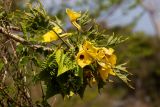 Uncarina leandrii