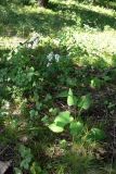 Doellingeria scabra. Цветущее растение. Амурская обл., Бурейский р-н, окр. с. Виноградовка, опушка дубового леса. 28.07.2016.