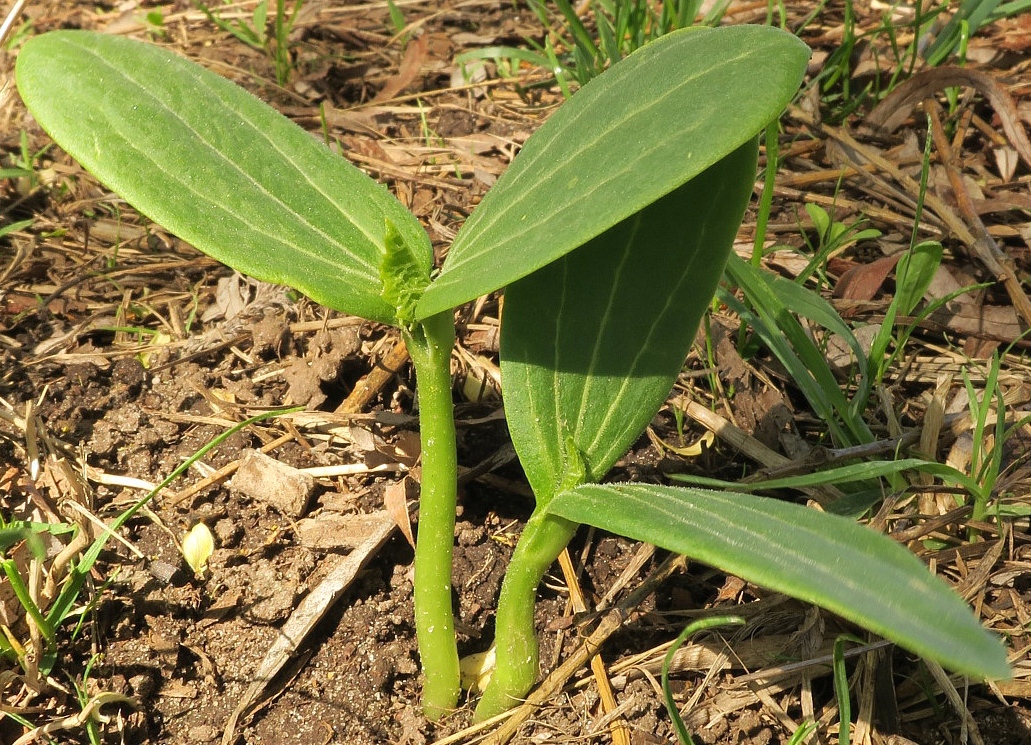 Изображение особи Echinocystis lobata.