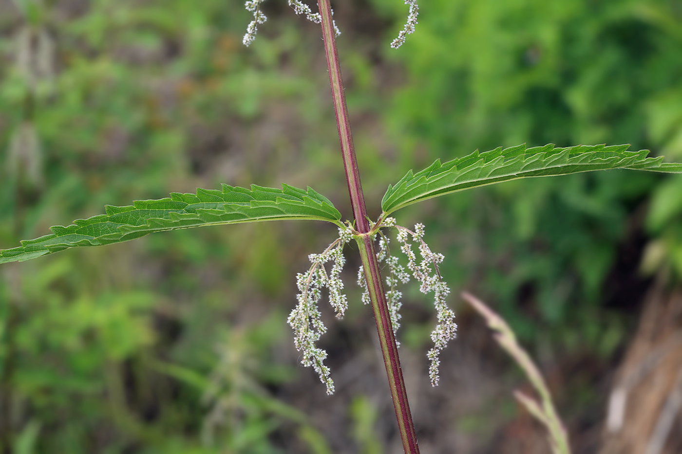 Image of Urtica angustifolia specimen.