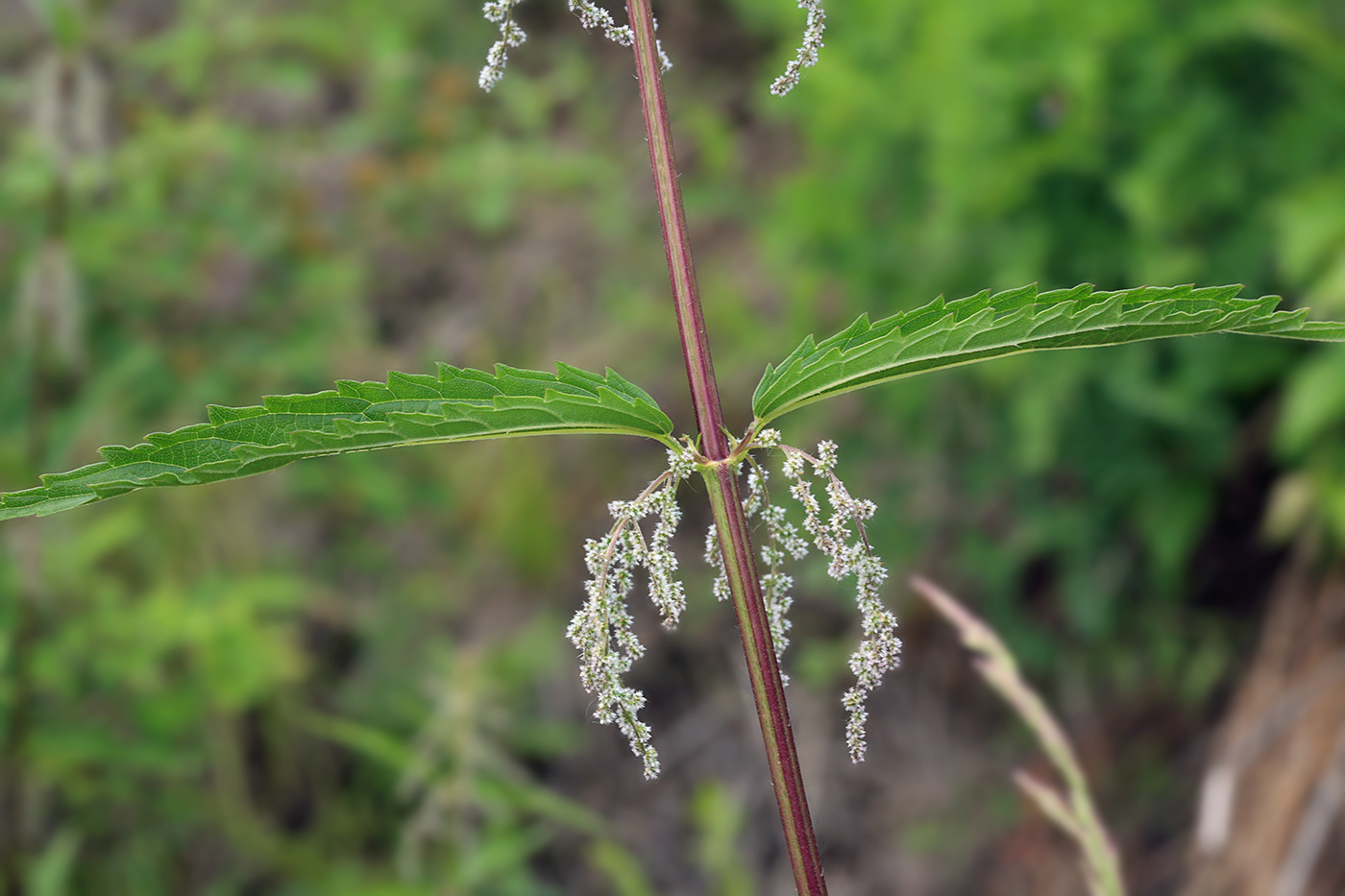 Изображение особи Urtica angustifolia.