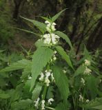 Lamium transcaucasicum