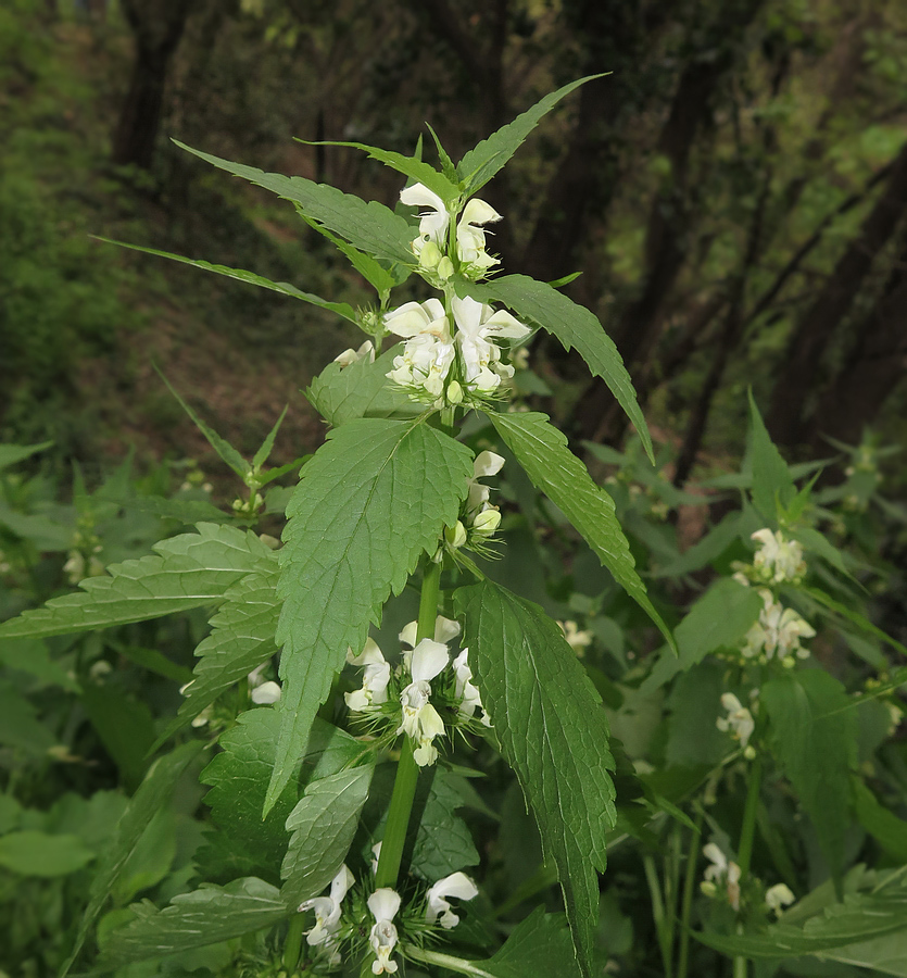 Изображение особи Lamium transcaucasicum.