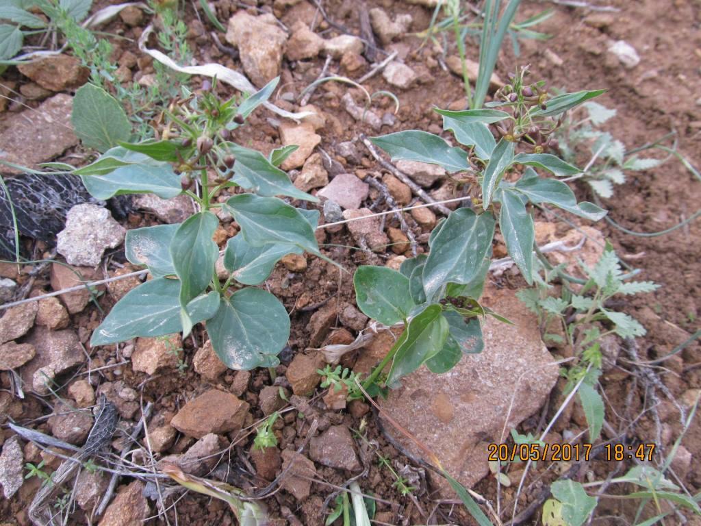 Image of Vincetoxicum fuscatum specimen.