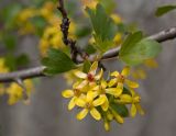 Ribes aureum