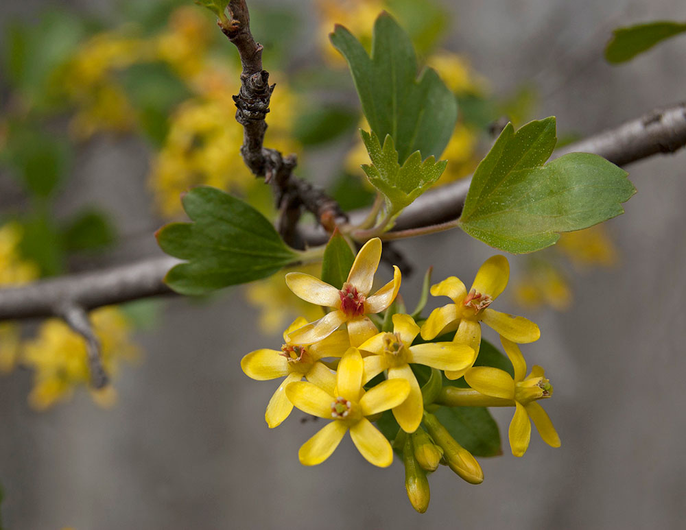 Изображение особи Ribes aureum.