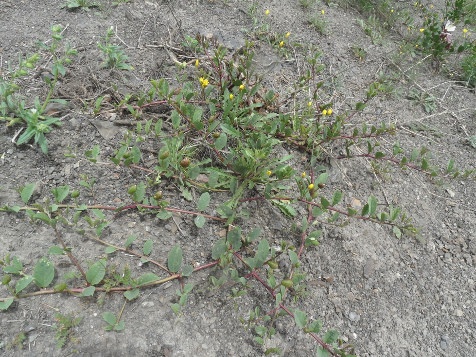 Image of Capparis herbacea specimen.