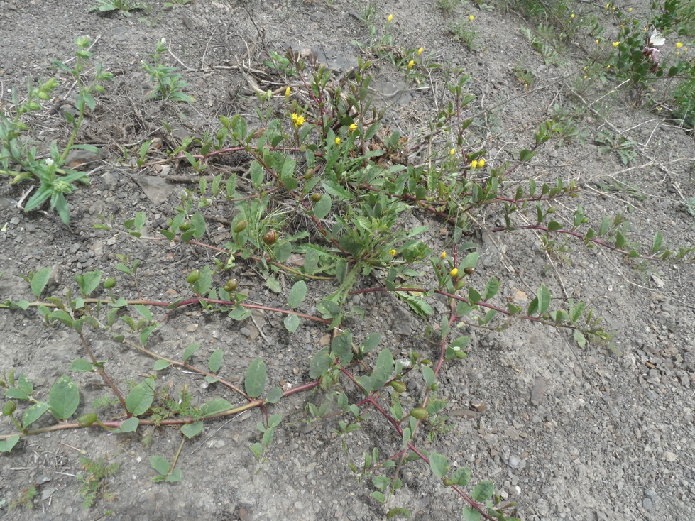 Изображение особи Capparis herbacea.