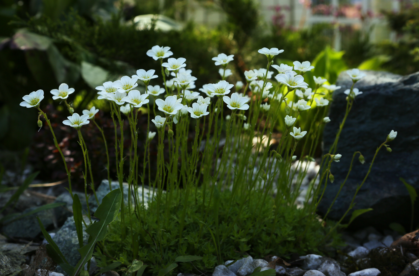 Image of Saxifraga &times; arendsii specimen.