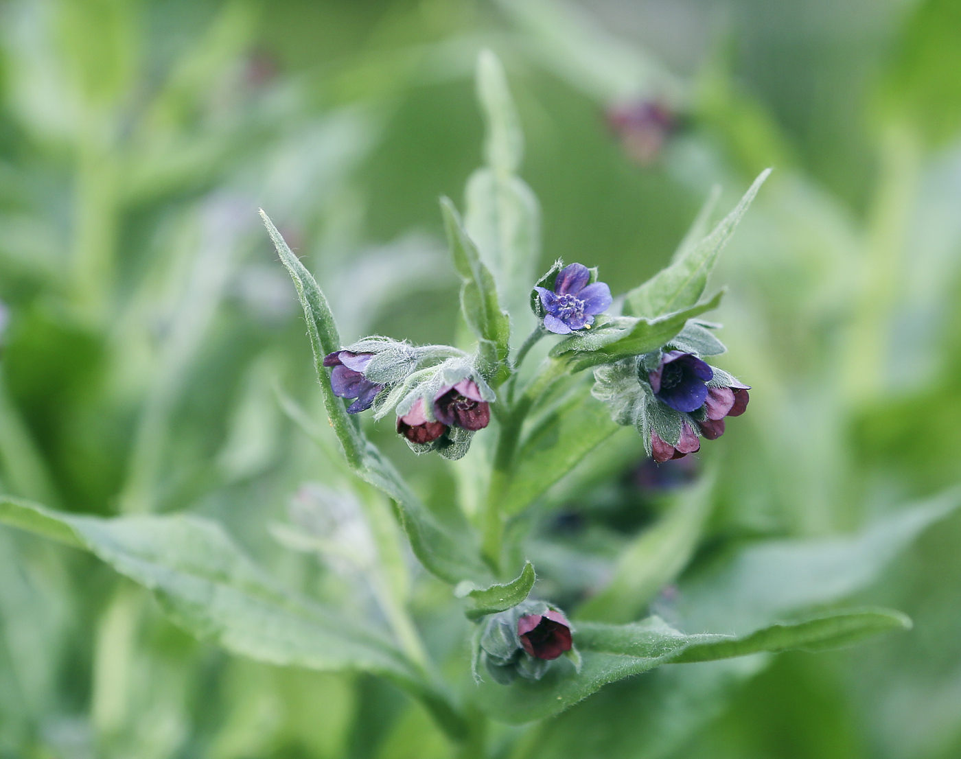 Изображение особи Cynoglossum officinale.