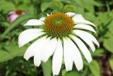 Echinacea purpurea. Соцветие. Узбекистан, г. Ташкент, Ботанический сад им. Ф.Н. Русанова. 17.06.2017.