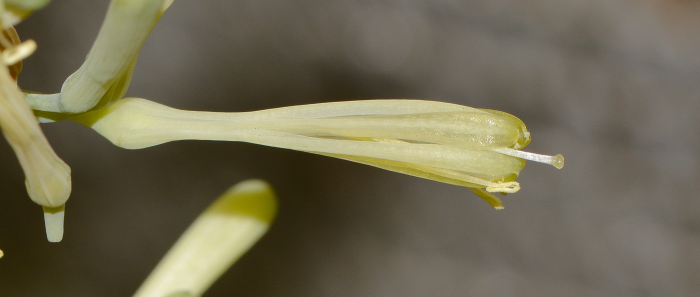 Image of Sansevieria cylindrica specimen.