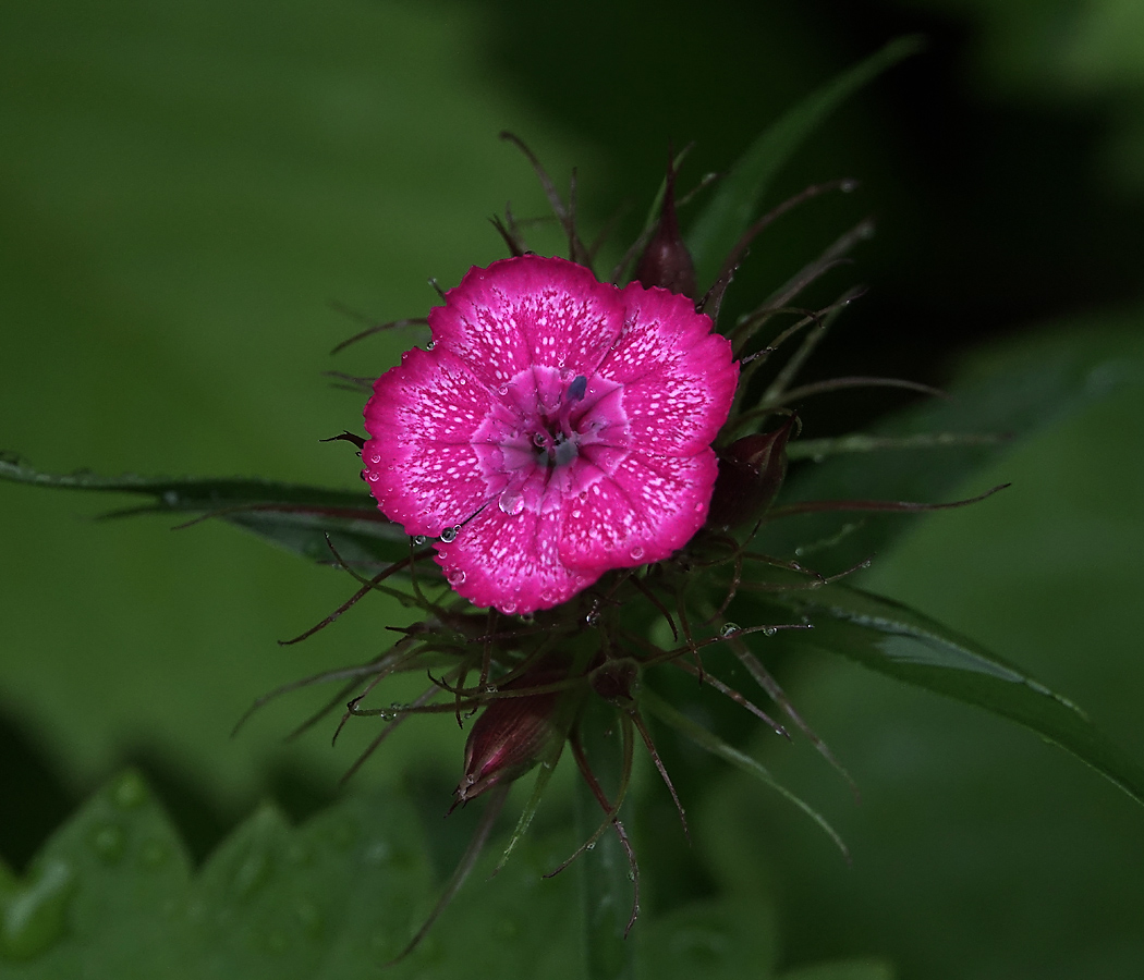 Изображение особи Dianthus barbatus.