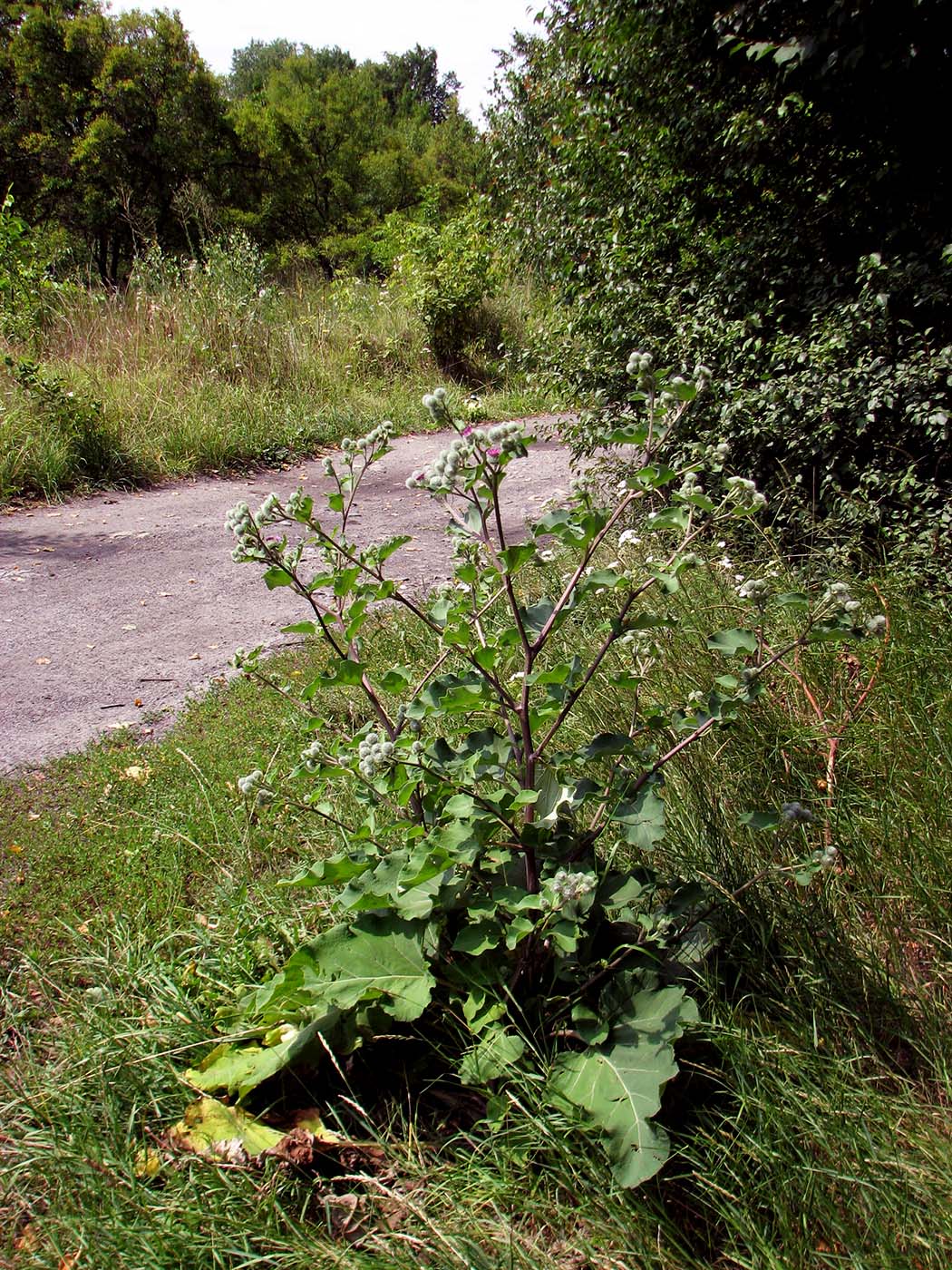 Изображение особи Arctium tomentosum.