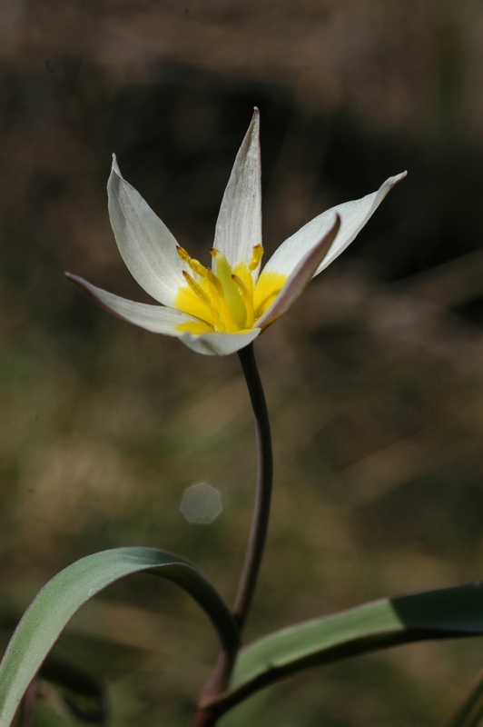 Изображение особи Tulipa biflora.