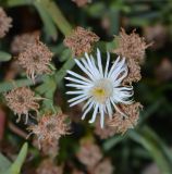 Ruschia multiflora