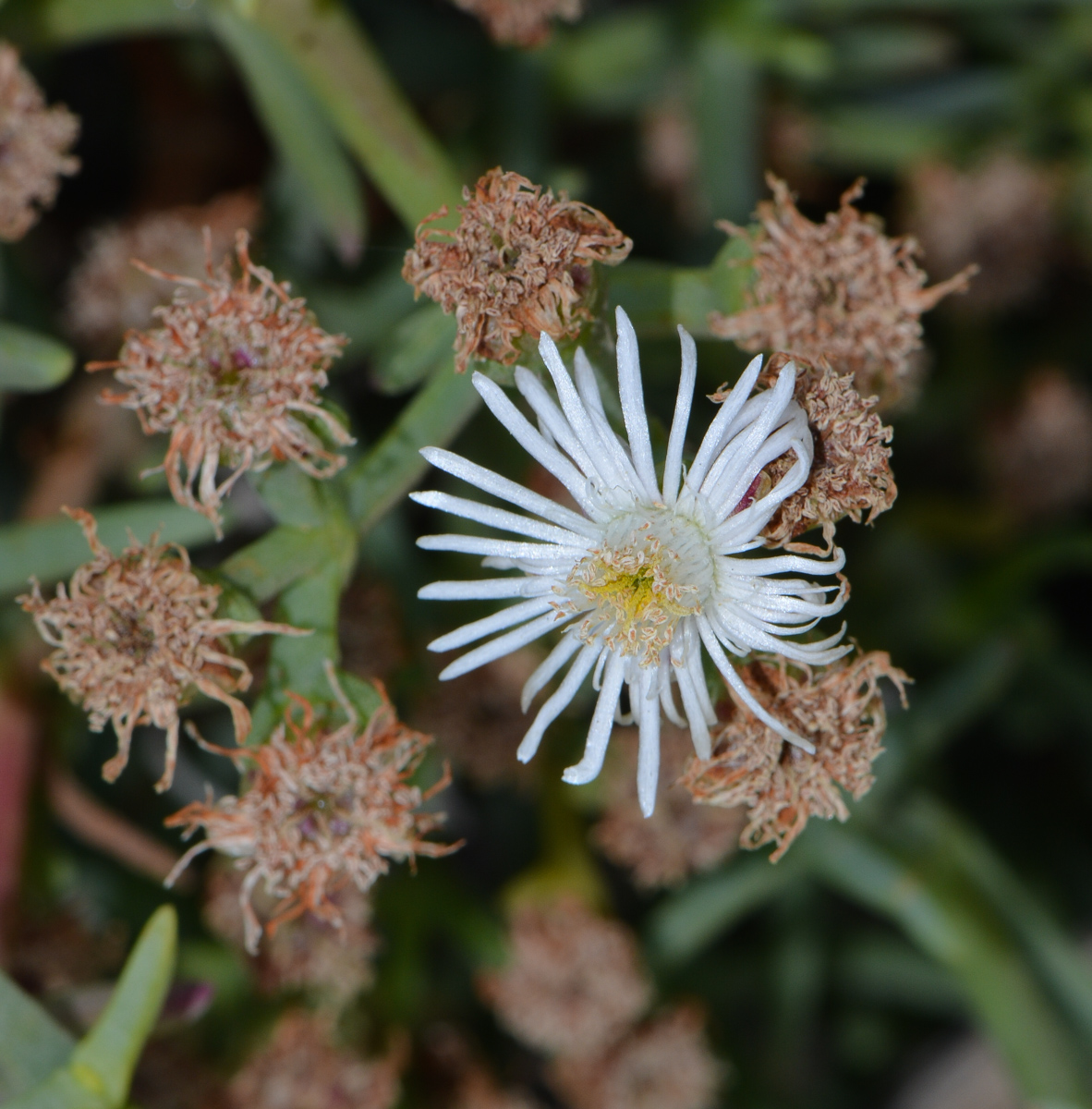 Изображение особи Ruschia multiflora.