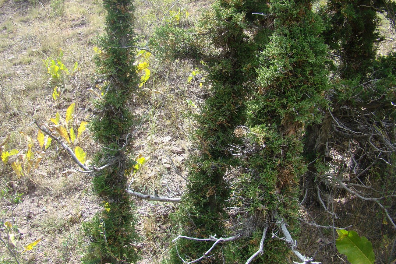 Изображение особи Juniperus seravschanica.