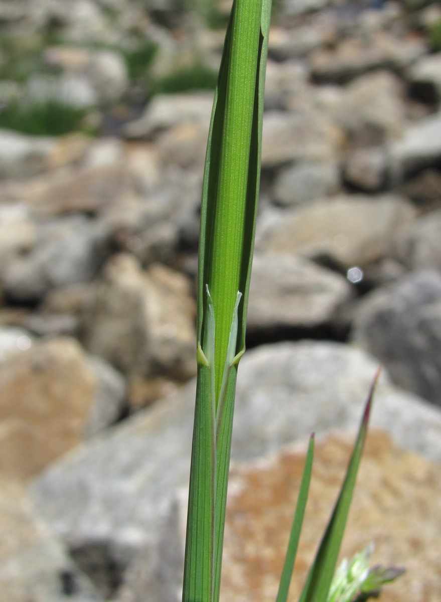 Image of Paracolpodium colchicum specimen.