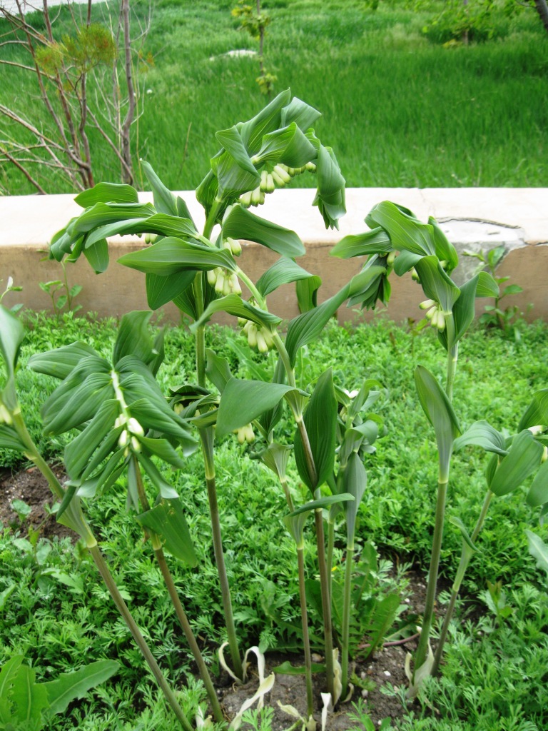 Изображение особи Polygonatum odoratum.