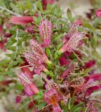 Eremophila maculata. Цветки на верхушке веточки. Израиль, центральная Арава, пос. Сапир, парк, в культуре. 19.03.2017.