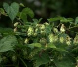 Humulus lupulus