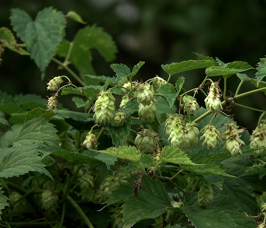 Изображение особи Humulus lupulus.