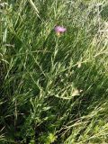 Centaurea jacea ssp. substituta