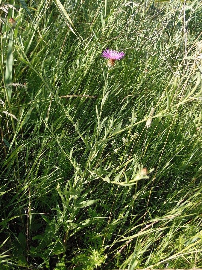 Изображение особи Centaurea jacea ssp. substituta.