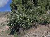 Rosa huntica. Цветущее растение. Таджикистан, Фанские горы, долина р. Чапдара, ≈ 2500 м н.у.м., осыпающийся сухой склон. 03.08.2017.