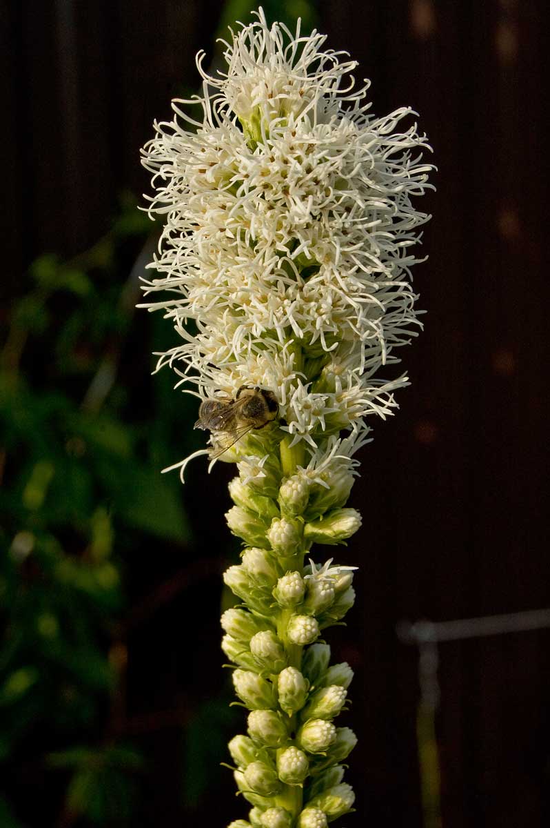 Image of Liatris spicata specimen.