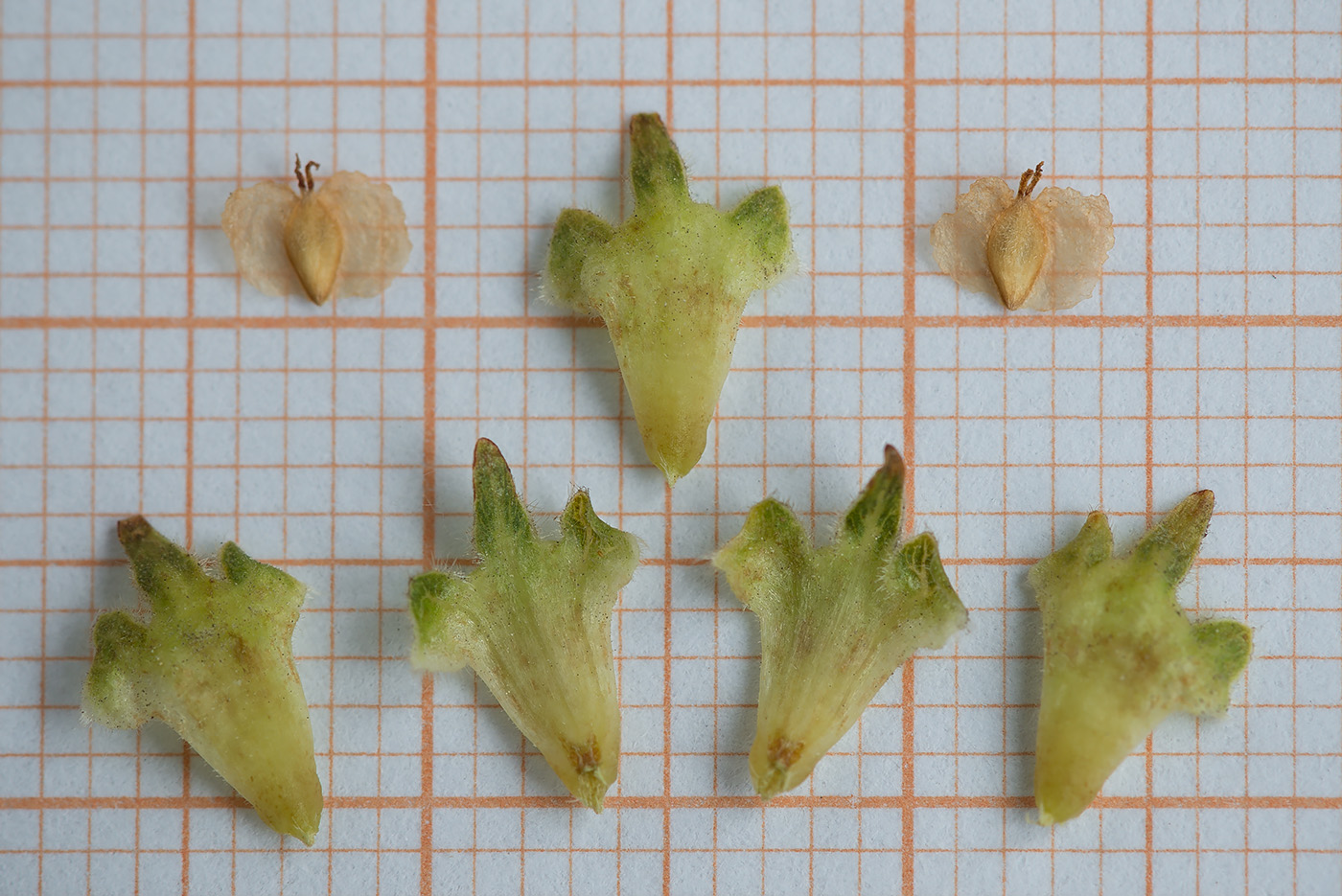 Image of Betula papyrifera specimen.