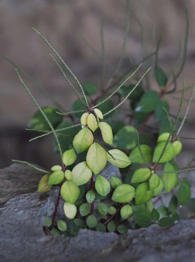 Изображение особи род Peperomia.