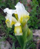Iris alberti
