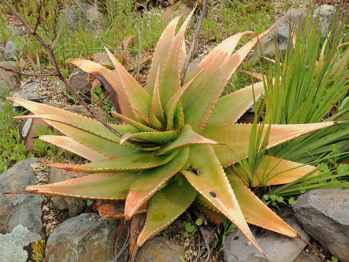 Изображение особи Aloe abyssinica.
