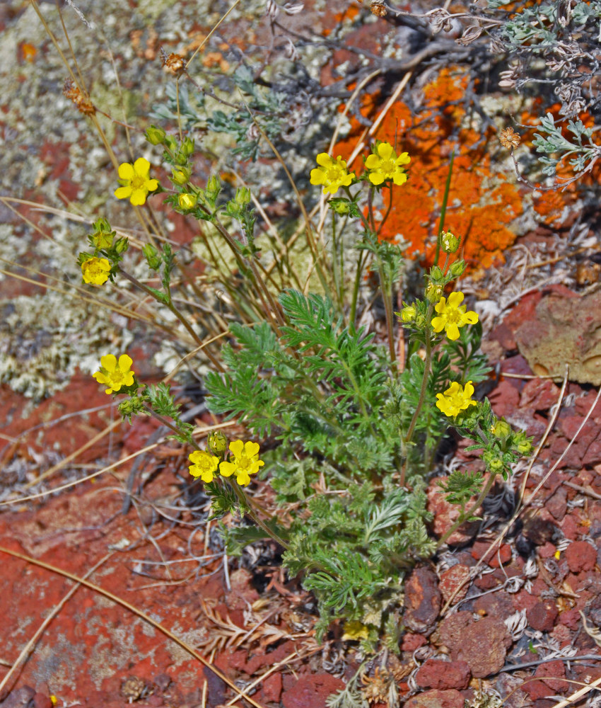 Image of Potentilla multifida specimen.